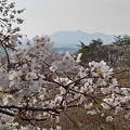 Photos: 桜と山（3月27日）