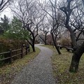 Photos: 川崎城跡の丘の道（3月21日）