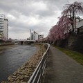 Photos: 宇都宮の川沿いのシダレザクラ（4月2日）