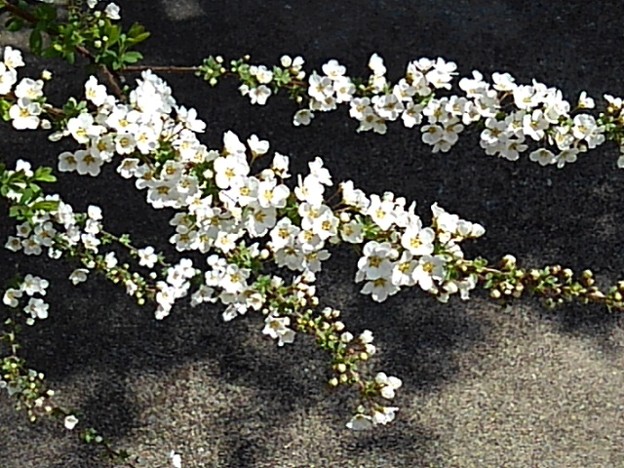 白い花が際立つユキヤナギ（3月24日）
