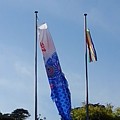 Photos: 那須野が原公園の鯉のぼり（5月6日）