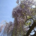 Photos: 青空と藤の花（5月6日）