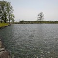 Photos: ゆうゆうパークの大きな池（5月4日）