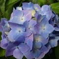 Photos: 烏ヶ森公園の丘の青紫のアジサイ（6月20日）
