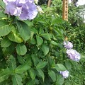 Photos: 烏ヶ森公園の薄紫のアジサイと木製の看板（6月20日）
