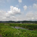 Photos: のどかな川（6月22日）