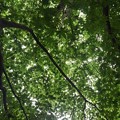 Photos: 烏ヶ森公園の丘の青モミジの天井（8月12日）