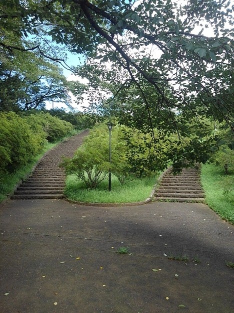 長峰公園の丘の分かれ道の階段（8月10日）