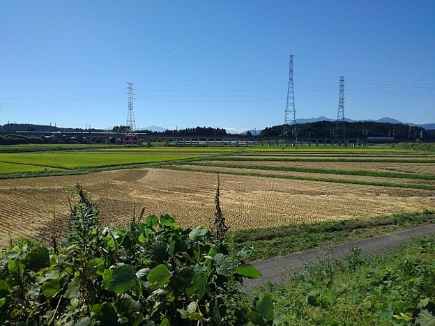 Photos: 稲刈り後の水田（9月20日）