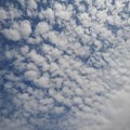 Photos: 真上からの鱗雲のある空（9月22日）