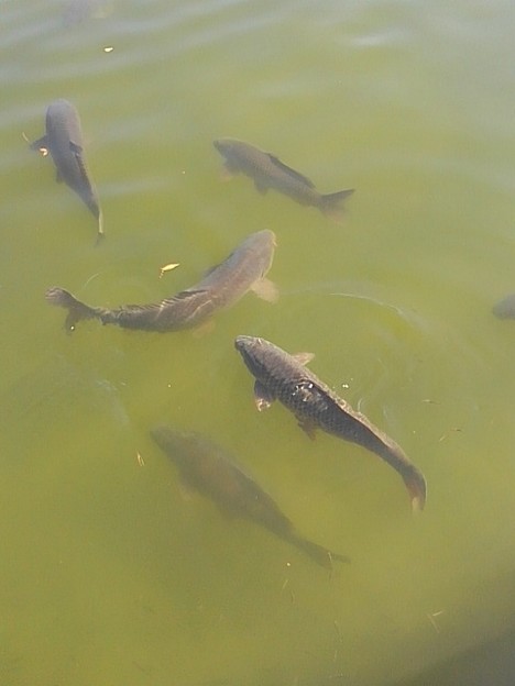 Photos: 烏ヶ森公園の池のマゴイの群れ（10月3日）