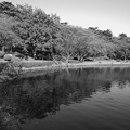 Photos: 烏ヶ森公園の池の映り込み・モノクロVer.（10月3日）