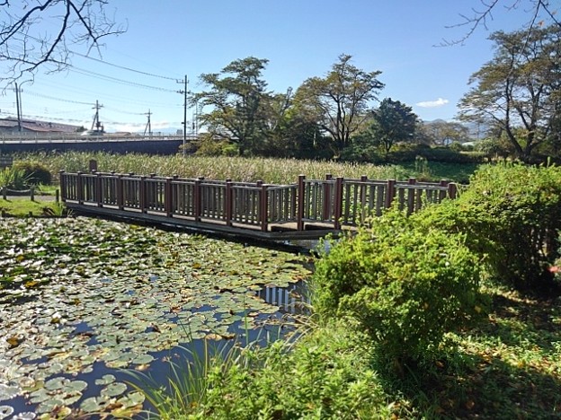 長峰公園の池の橋（9月19日）