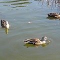 烏ヶ森公園の池のカモ3羽（10月3日）