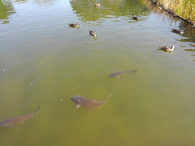 Photos: 烏ヶ森公園の池の生き物の群れ（10月3日）