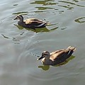 Photos: 烏ヶ森公園の池のカモ2羽（10月3日）