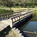 Photos: 烏ヶ森公園の池の橋（10月3日）