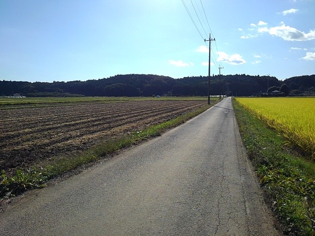 水田地帯の道路（10月24日）