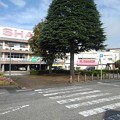 矢板駅前の大きな木（10月8日）