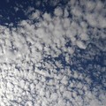 Photos: 目が細かい鱗雲（10月17日）