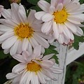 白い菊（10月22日）