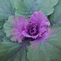 Photos: 庭の紫ハボタン（11月6日）