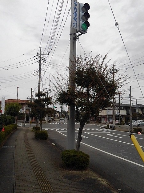 モミジの街路樹と信号機（10月25日）