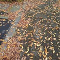 石畳の落ち葉（11月10日）