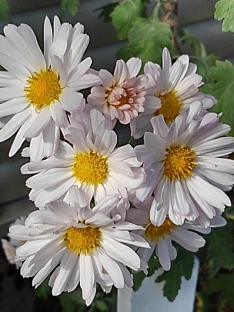 白い菊（10月29日）