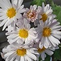 Photos: 白い菊（10月29日）