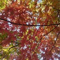 長峰公園の赤いモミジの天井（10月30日）