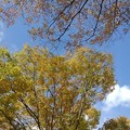Photos: 街路樹の葉（11月1日）