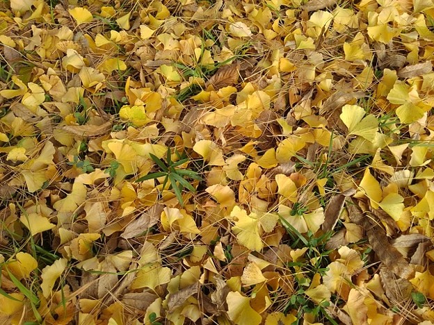 Photos: 烏ヶ森公園のイチョウの落ち葉（11月20日）