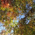 長峰公園の空とモミジの葉の共演（10月30日）