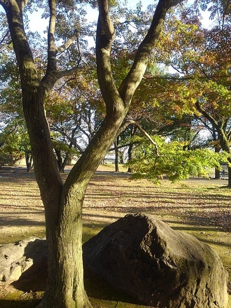 長峰公園の岩のオブジェとモミジの木（10月30日）