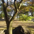 長峰公園の岩のオブジェとモミジの木（10月30日）