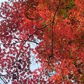 Photos: 烏ヶ森公園の丘の赤いモミジ（11月20日）
