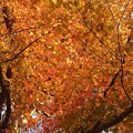 Photos: 烏ヶ森公園の丘の橙色のモミジ（11月20日）