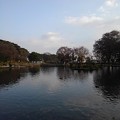 Photos: 烏ヶ森公園の池の広めの景色（11月20日）
