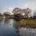烏ヶ森公園の池の橋の上からの眺め（11月20日）