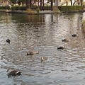 烏ヶ森公園の池の休憩所とカモの群れ（11月20日）