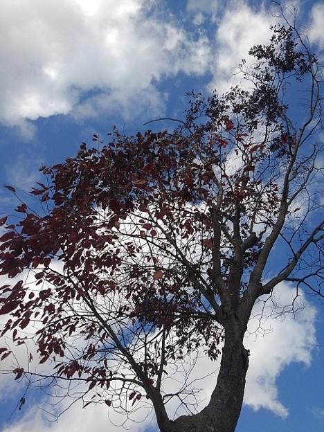 Photos: 街路樹（11月10日）