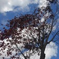 Photos: 街路樹（11月10日）