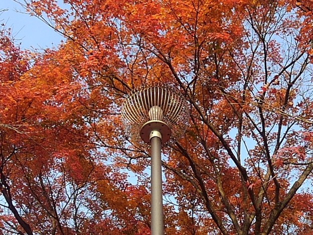烏ヶ森公園のモミジと街灯（11月20日）