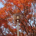烏ヶ森公園のモミジと街灯（11月20日）
