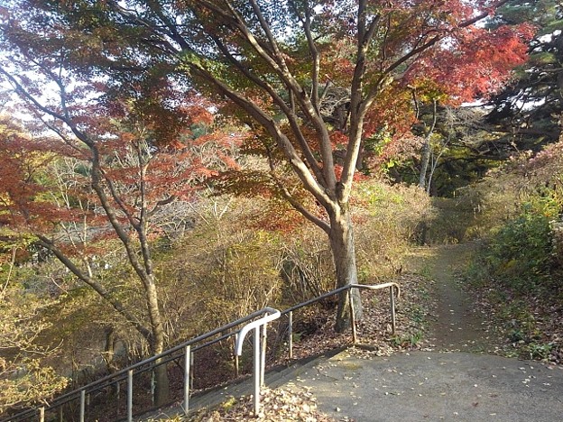 烏ヶ森公園の丘の階段近くのモミジの木（11月20日）