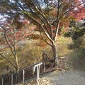 烏ヶ森公園の丘の階段近くのモミジの木（11月20日）