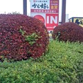 Photos: 赤い植え込みの街路樹（11月22日）