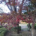 烏ヶ森公園の赤いモミジと落ち着いた歩道（11月20日）
