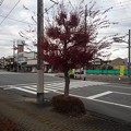 Photos: 街路樹（12月7日）